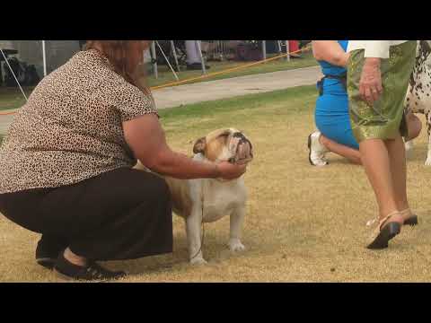 2026 Australia Day AM Show - Non Sporting Dogs