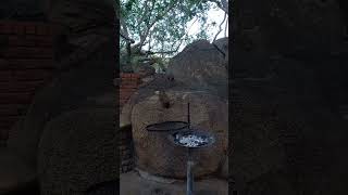 Rock hyrax, also called dassie: braai cleaning crew.