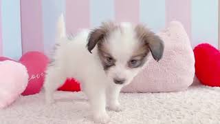 パピヨンの動画01
