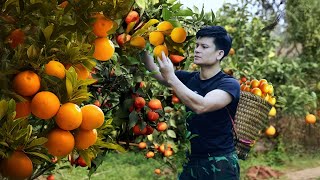 Off-Grid Life: Building & Harvesting in the Forest - Thanh Cong TV