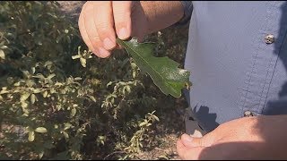 Sticky stuff falling from trees in Regina isn't sap, it's honeydew secreted by aphids