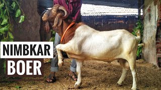 preview picture of video 'Big Nimbkar Boer at Suhel bhai Collection, Chiplun'