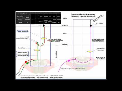 The Spinothalamic Pathway EXPLAINED! | Pain & Temperature