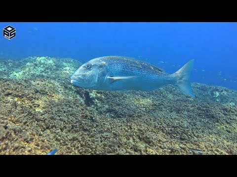 PESCASUB TOP 10 SPEARFISHING SHOTS 2025