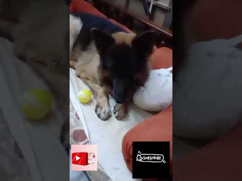 cute bruno #viral #youtube #youtubeshorts #trendingshorts  wait for end😝😝😝