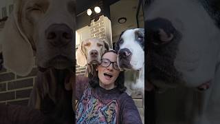 Lets wake up our disabeled dogs! #dogshorts #dogmom #doggielife #puppy #dogmama