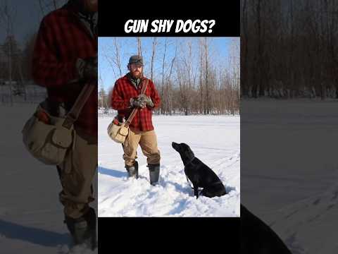 Gun shy dogs? #gundog #gundogtraining #dogtrainer #huntingdog #trainingdog #viralshorts #duckdog