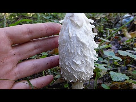 Velika gnojištarka - Coprinus comatus