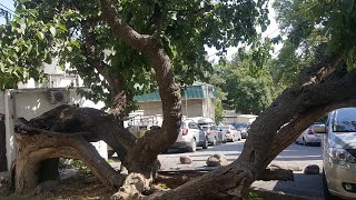 Курт сеит и шура. Курт сеит эминов поручик. История курта сеита и александры. Сеит эминов. Курт сеит эминов.