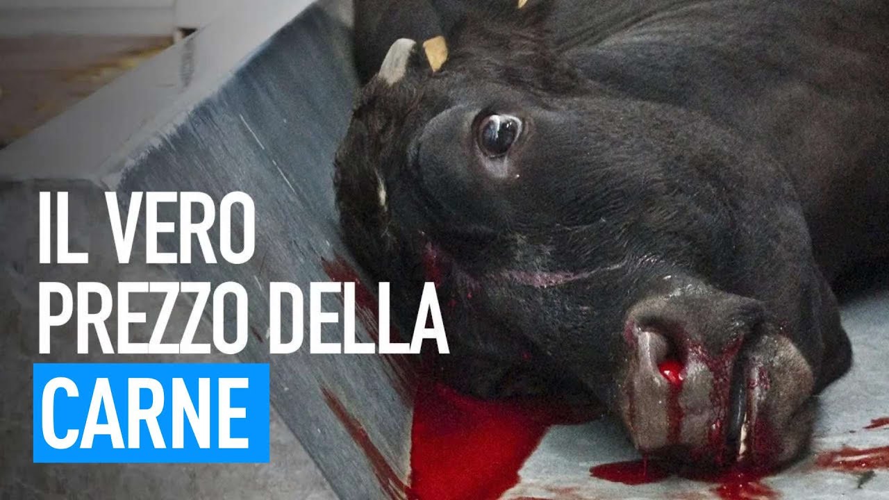 Cosa si nasconde dietro le mura dei macelli