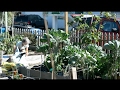 What Are Community Gardens