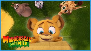 Alex is On Top of the World! | DreamWorks Madagascar