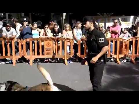 download lagu mp3 mp4 Adiestramiento Canino Tenerife, download lagu Adiestramiento Canino Tenerife gratis, unduh video klip Adiestramiento Canino Tenerife