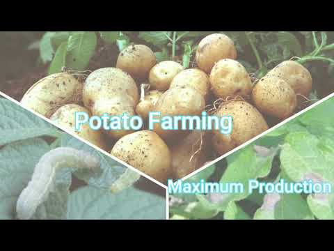 , title : 'Potato Farming'