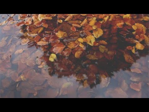 가을 새벽에 잔잔하게 / BoyWithUke - Animal Crackers (2021) [한글 가사][Korean lyrics]