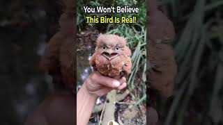 You Won't Believe This Bird Is Real!