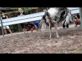 Pengerang Ostrich Lays Egg