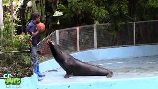 Sea Lion Show At Dehiwala Zoo (Sri Lanka)