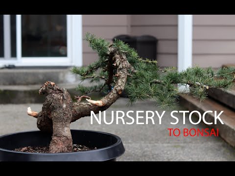 Nursery to Bonsai - Deodar Cedar (Cedrus Deodara)