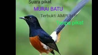 Download lagu suara pikat murai batu asli suara dari hutan ampuh 100%tanpa pikat 🙏🙏 mp3