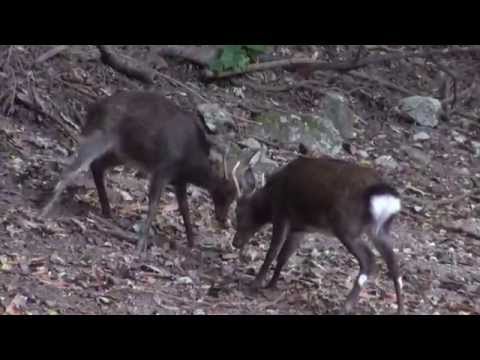 Male-male aggression of Japanese sika deers ( Cervus nippon yakushimae) in Yakushima Island.