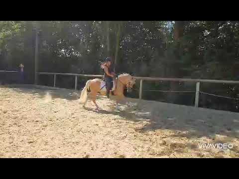 Golden Princess N (Golden West -  Top Carlos Cassini - Notre Beau)