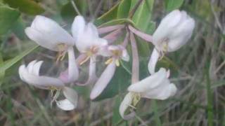 Les flors del meu paradís~~~✿✿✿✿✿~ ♥~Long Home road✿Nikki Flores