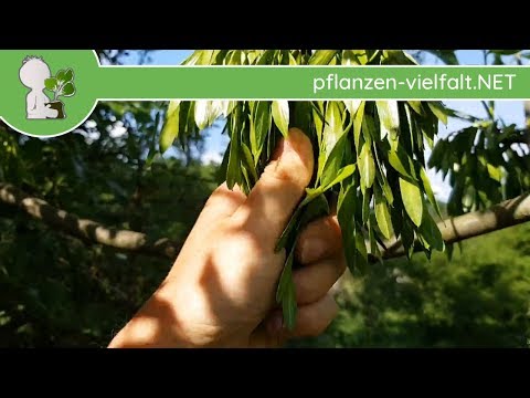 Gemeine Esche - junge Früchte - 09.05.18 (Fraxinus excelsior) - Bäume (Früchte) bestimmen