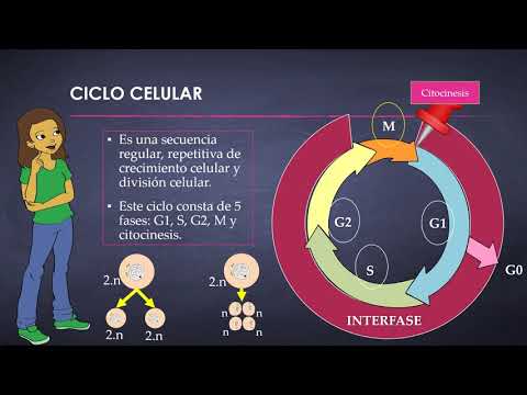 CICLO CELULAR   PARTE I:  INTERFASE