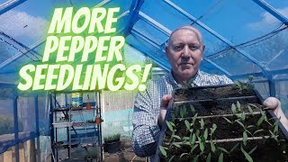 Sweet Bell Pepper Seedlings [Gardening Allotment UK]
