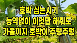 호박 심는시기 농약없이 이것만 해줘도 가을까지 호박이 끝도없이 주렁주렁