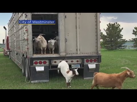 Goats Are Busy Eating Weeds At Standley Lake