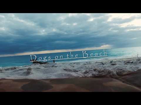 Dogs | Flips | Beach