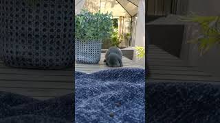 Holland Lop Rabbits Videos