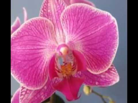 KOMITAS ORHNYAL E ASTVADS HOVHANNES DARBINYAN