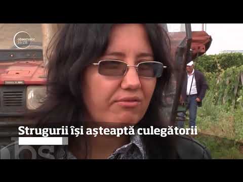 În podgoriile din Tg. Bujor, viile sunt pline cu ciorchini, dar culegătorii sunt aproape absenţi!