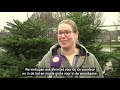 Trend voor deze Kerst: koop een grote kerstboom.