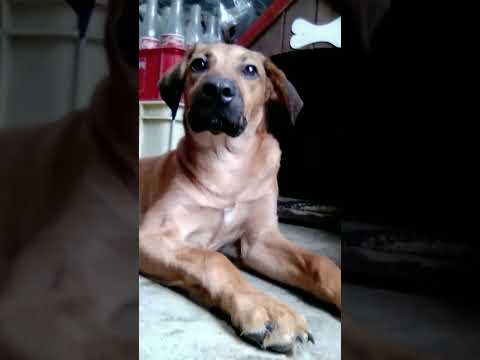 mis mascotas y eso que falta más mascotas por tomar foto y mostrar tratar de hacerlo viral