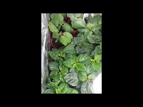 , title : 'Shoker Bagan Oxford UK garden - How to grow a plant Seeds and seedlings on the grow light March 2015'