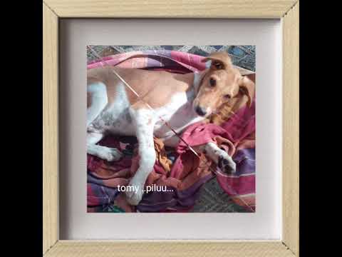 Dog of.....shrikant ..,