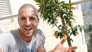 שתילה נכונה של עצים - חייבים להוריד את היריעה!