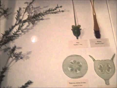 vaccinium macrocarpon