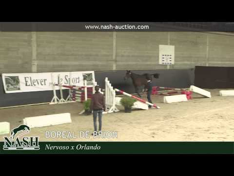 N°83 - Boreal de Brion