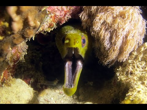 The Amazing Underwater World Of Dahab