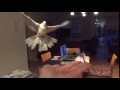 Dove Flying In Slow Motion 4