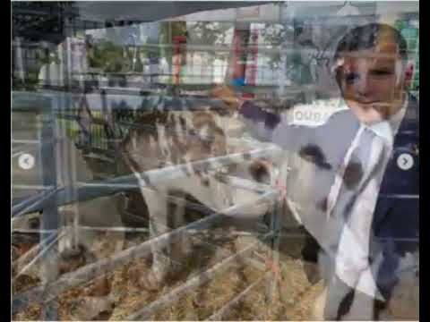 Inaugurata la 33ª mostra agricolo zootecnica di Tradate  #orgoglio e #determi