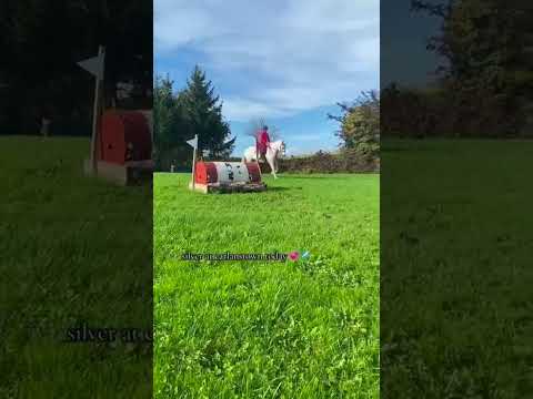 8yld Irish Draught Mare - Image 2