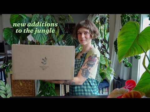 🚨 so many incredible new plants | huge planthaven toronto unboxing 🪴 rare hoya, cactus, & succulents