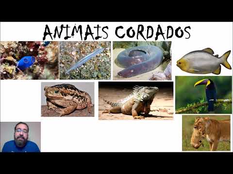 Zoologia: CORDADOS