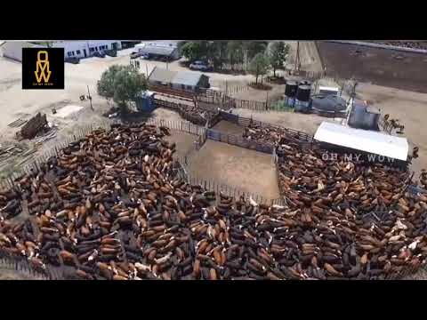 Transport Millions of Cow, Goat, Sheep, Pig 😱 Modern Export Technology #animals #cargoship